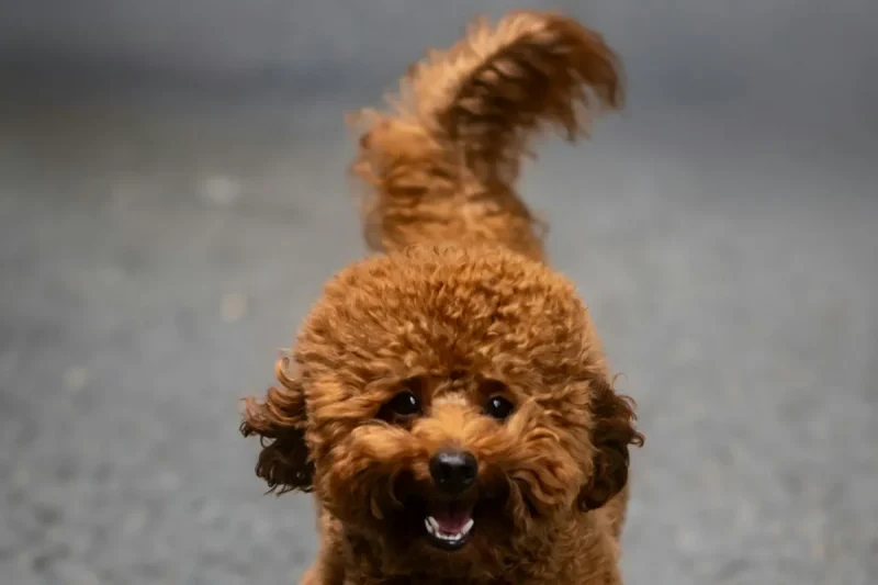 Att göra en pudel